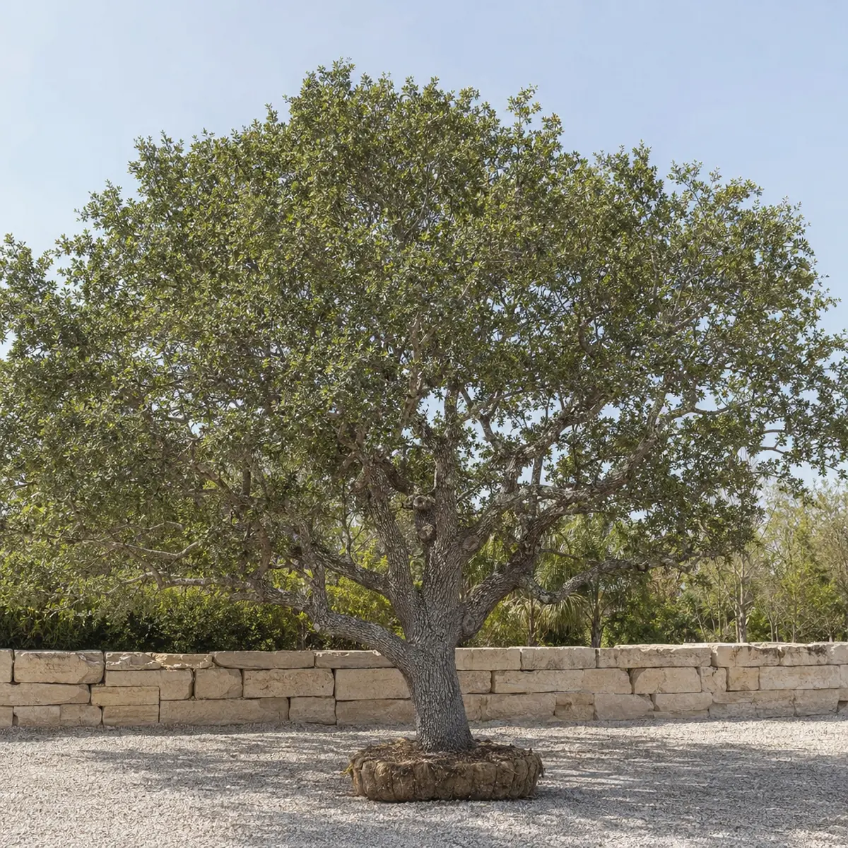 Shade Trees