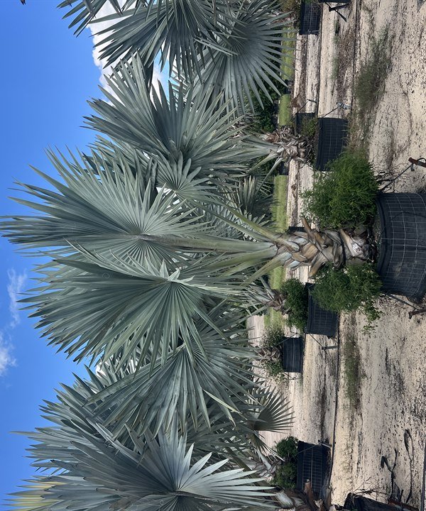 Palm Trees