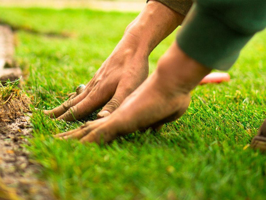 Sod & turf installation