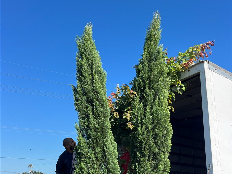 Tree delivery & installation