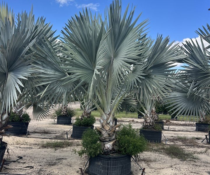 Palm Trees