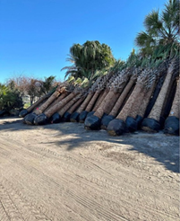 Sabal Palms Awesome Fat Trunks