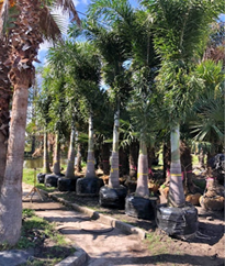 Foxtail Palms Fat Trunks Beautiful 10-12Ft