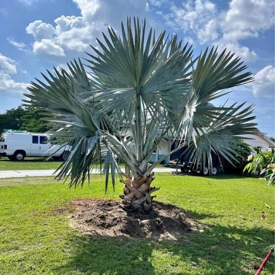 Monster Bismarck Palm