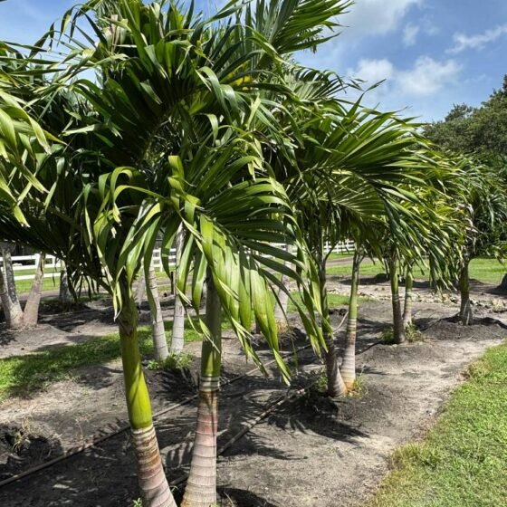 Adonidia Palm
