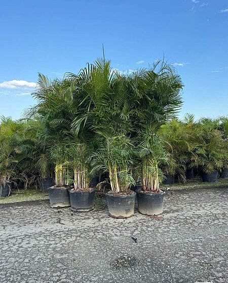 ARECA Palm