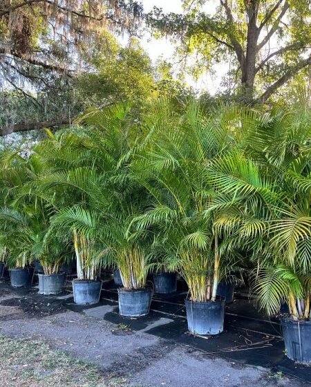 ARECA Palm