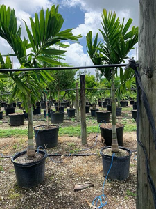 Alexander Palm