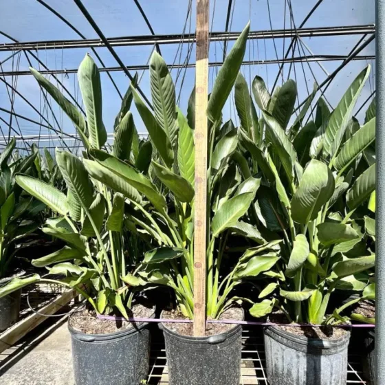 Bird of Paradise