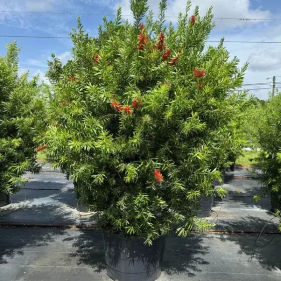 Bottlebrush