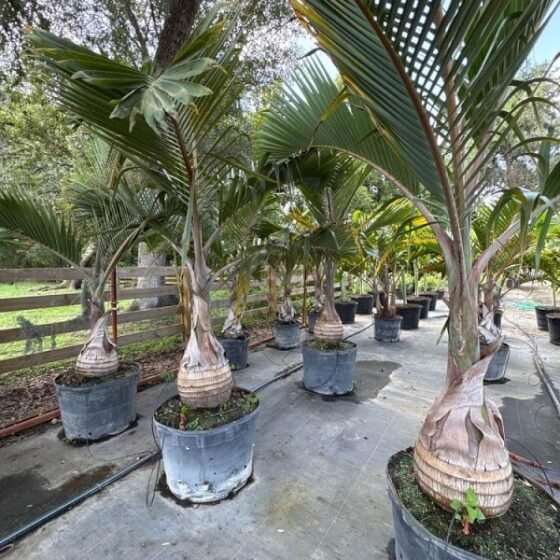 BOTTLE PALM