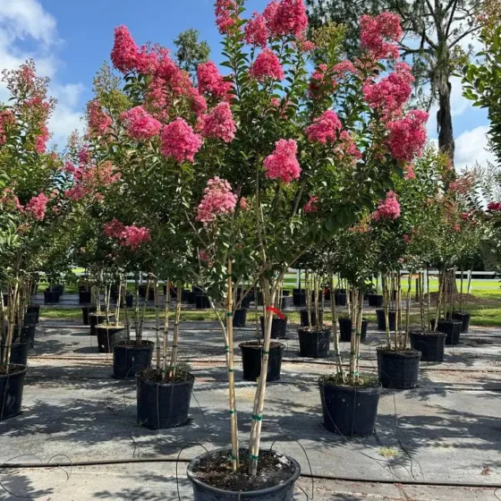 Miami Pink
