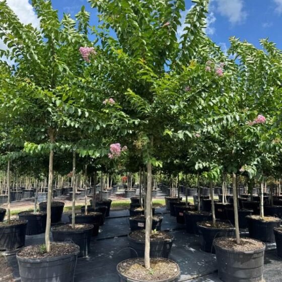 CRAPE MYRTLE: MUSKOGEE