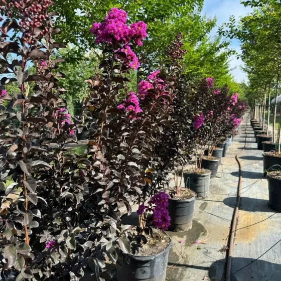 Black Diamond – Purely Purple