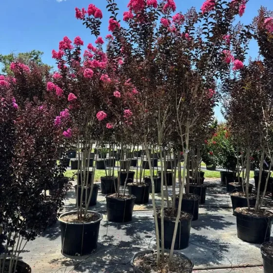 Black Diamond – Twilight Pink