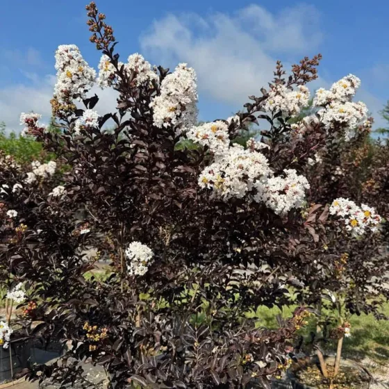 Black Diamond – White