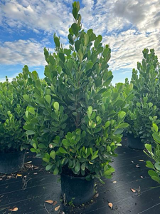 Clusia Privacy Hedge