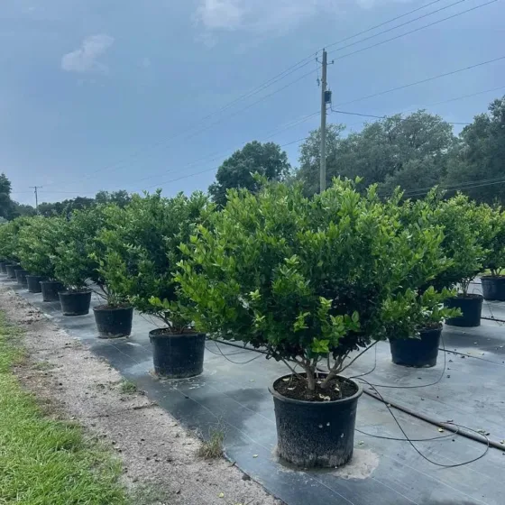 Ligustrum