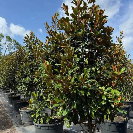 Bracken Magnolia