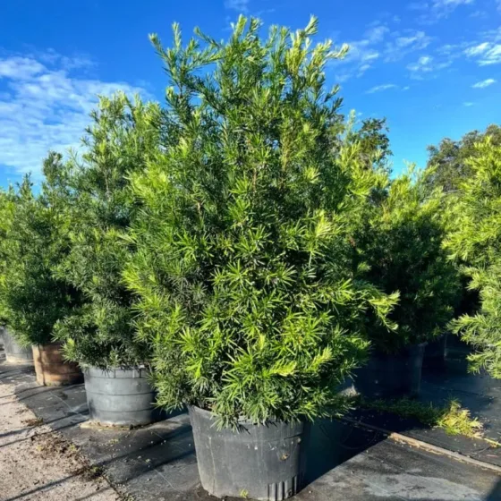Podocarpus