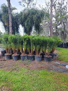 Phoenix Roebelenii (Pygmy Date Palm)