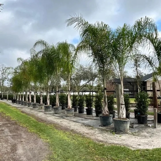 QUEEN PALM
