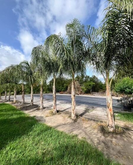 QUEEN PALM