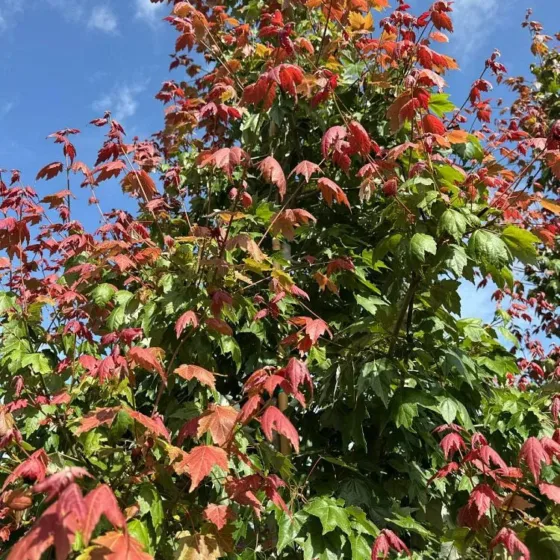Red Maple