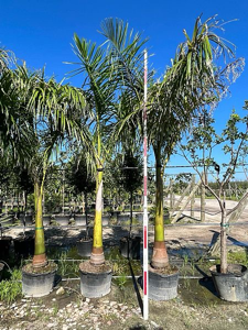 Royal Palm