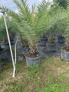 Sylvester Date Palm