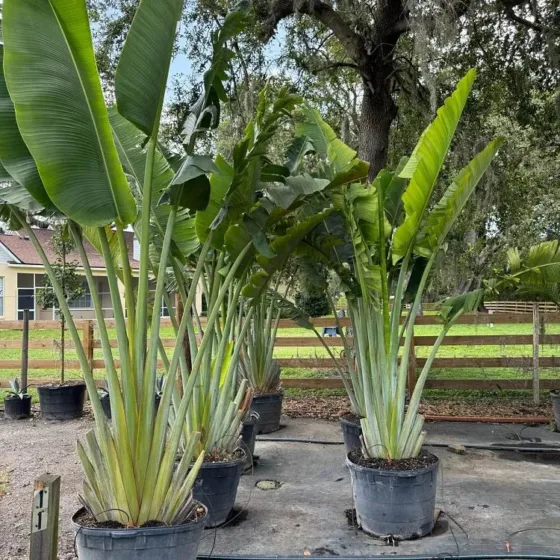 TRAVELERS PALM