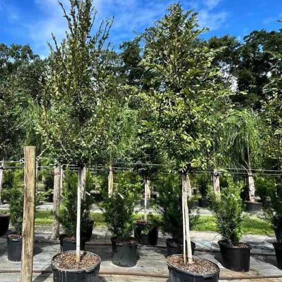 Winged Elm