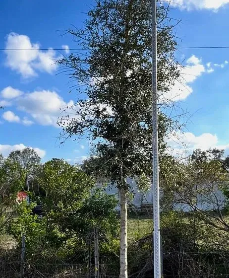 Live Oak