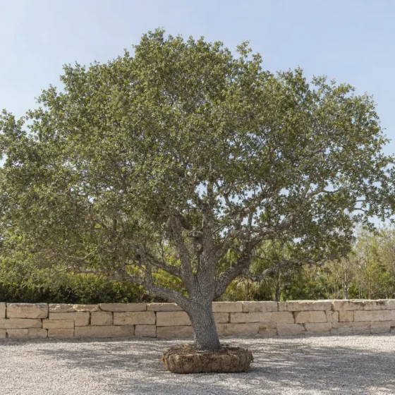 Florida Live Oak demo product image