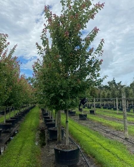 Acer rubrum 'Florida Flame', Red Maple®